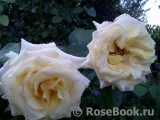 Wainwright Rose, The Wainwright Rose, The