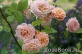 Augusta Luise Augusta Luise