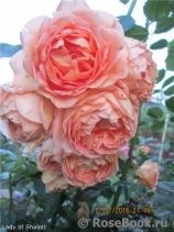 Lady of Shalott Lady of Shalott
