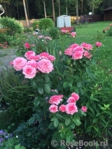 Tickled Pink Tickled Pink