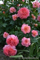 Augusta Luise Augusta Luise