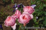 The Alnwick Rose The Alnwick Rose