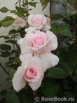 A Whiter Shade Of Pale A Whiter Shade Of Pale