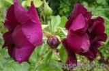 Burgundy Ice Burgundy Ice
