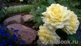 Садовые композиции с розами и сочетания сортов Садовые композиции с розами и сочетания сортов