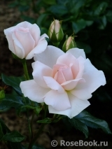 A Whiter Shade Of Pale