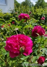 Darcey Bussell 