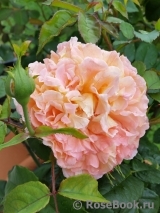Augusta Luise Augusta Luise
