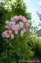 Heavenly Pink Heavenly Pink