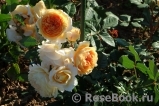 Crown Princess Margareta® Crown Princess Margareta®