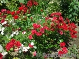Scarlet Meillandecor Scarlet Meillandecor