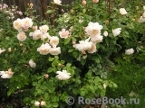 Crocus Rose® Crocus Rose®