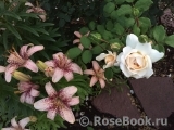 Crocus Rose® Crocus Rose®
