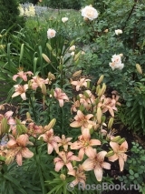 Crocus Rose® Crocus Rose®