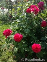 Fragrant Love ® Fragrant Love ®