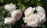 Herzogin Christiana ® Herzogin Christiana ®
