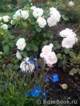 Aspirin Rose Aspirin Rose