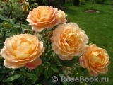 Lady of Shalott Lady of Shalott