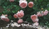 Abraham Darby Abraham Darby