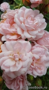 Bordure Nacree Bordure Nacree
