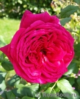 Johann Wolfgang von Goethe Rose® Johann Wolfgang von Goethe Rose®