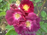 Purple Star ® Purple Star ®