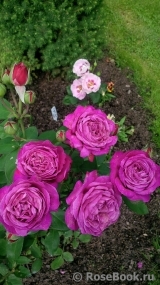 Heidi Klum Rose Heidi Klum Rose