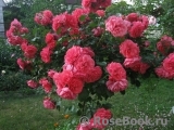 Rosarium Uetersen Rosarium Uetersen