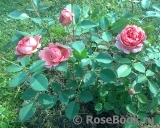 Boscobel Boscobel