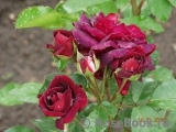 Katie's Rose Katie's Rose