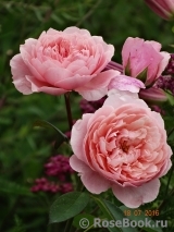 The Alnwick Rose The Alnwick Rose