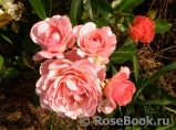 Pink Abundance Pink Abundance