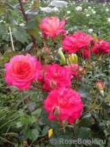 Midsummer Midsummer