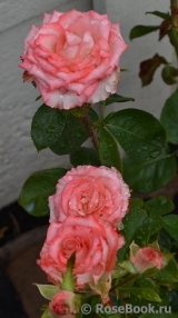 Blush Blush