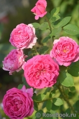 Princess Anne Princess Anne