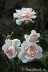 Isarperle Isarperle