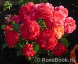 Midsummer Midsummer