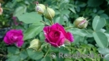 Rosengarten Zweibrücken ® Rosengarten Zweibrücken ®