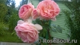 Abraham Darby Abraham Darby