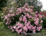 Heavenly Pink Heavenly Pink