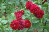 Highgrove Highgrove