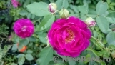 Rosengarten Zweibrücken ® Rosengarten Zweibrücken ®