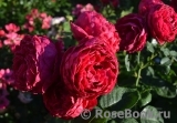 Ascot Ascot