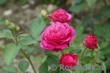 Heidi Klum Rose Heidi Klum Rose
