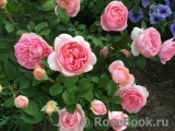 Boscobel Boscobel