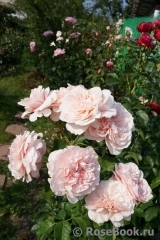 Rose de Tolbiac ® Rose de Tolbiac ®