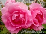 McCartney Rose, The McCartney Rose, The