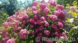 Super Excelsa Super Excelsa