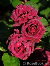 Katie's Rose Katie's Rose