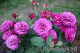 Heidi Klum Rose Heidi Klum Rose